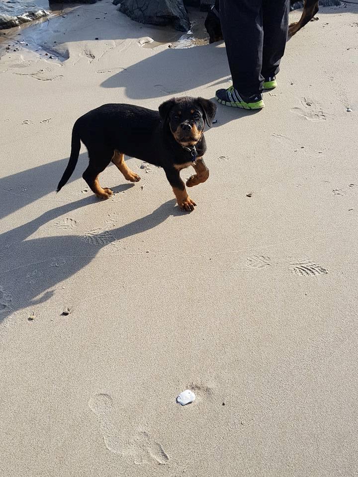 Rottweiler Anzo billede 5