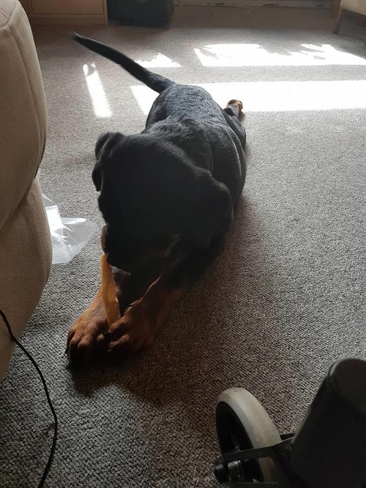 Rottweiler Anzo billede 9