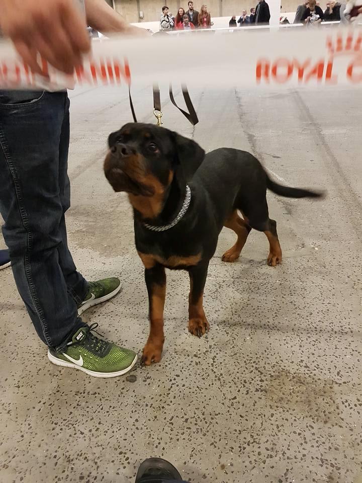 Rottweiler Anzo billede 12