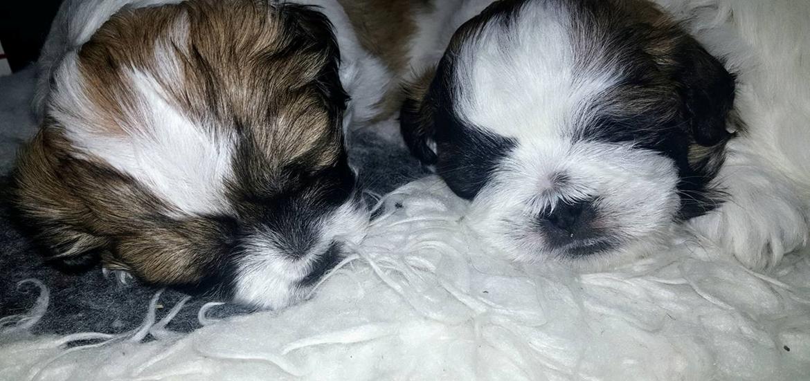 Shih tzu Micha billede 13