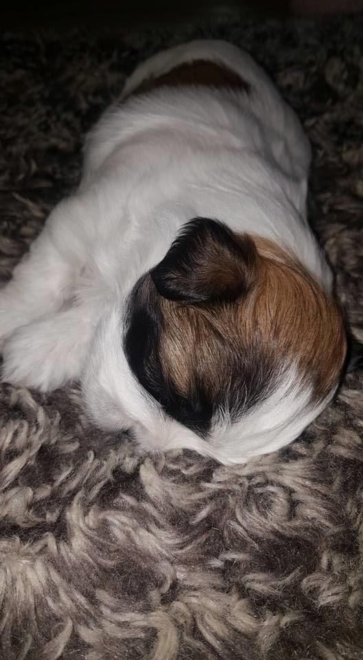 Shih tzu Micha billede 14