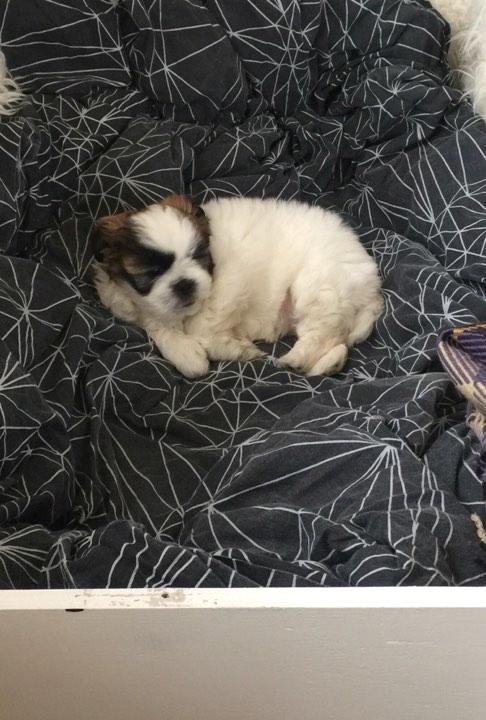 Shih tzu Micha billede 17