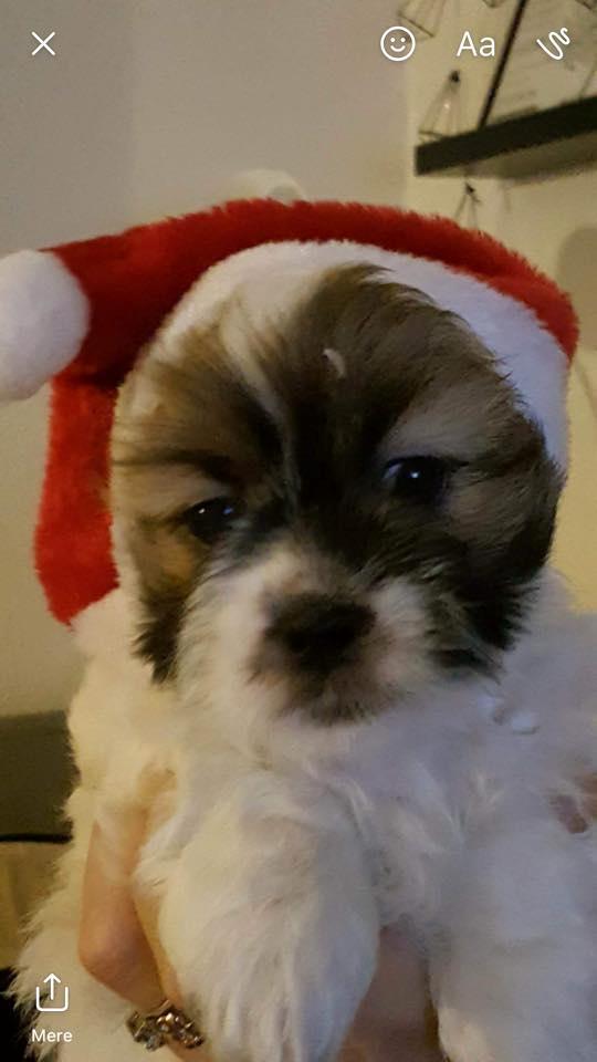 Shih tzu Micha billede 19