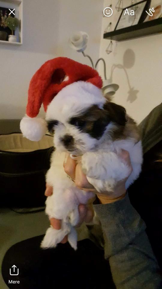 Shih tzu Micha billede 20