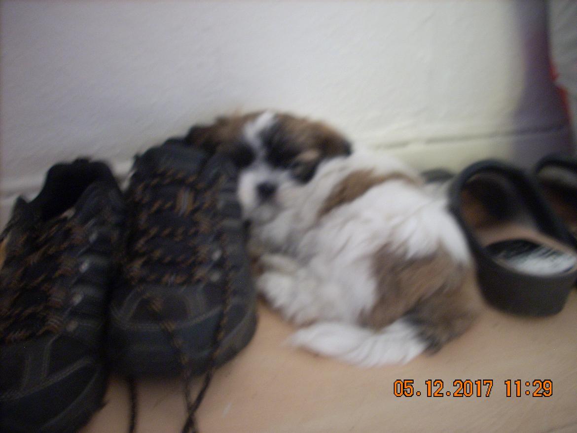 Shih tzu Micha billede 23