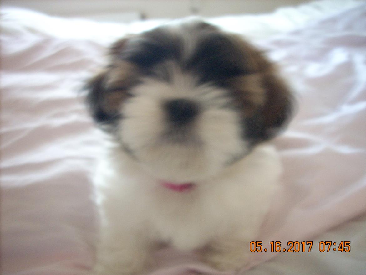 Shih tzu Micha billede 24