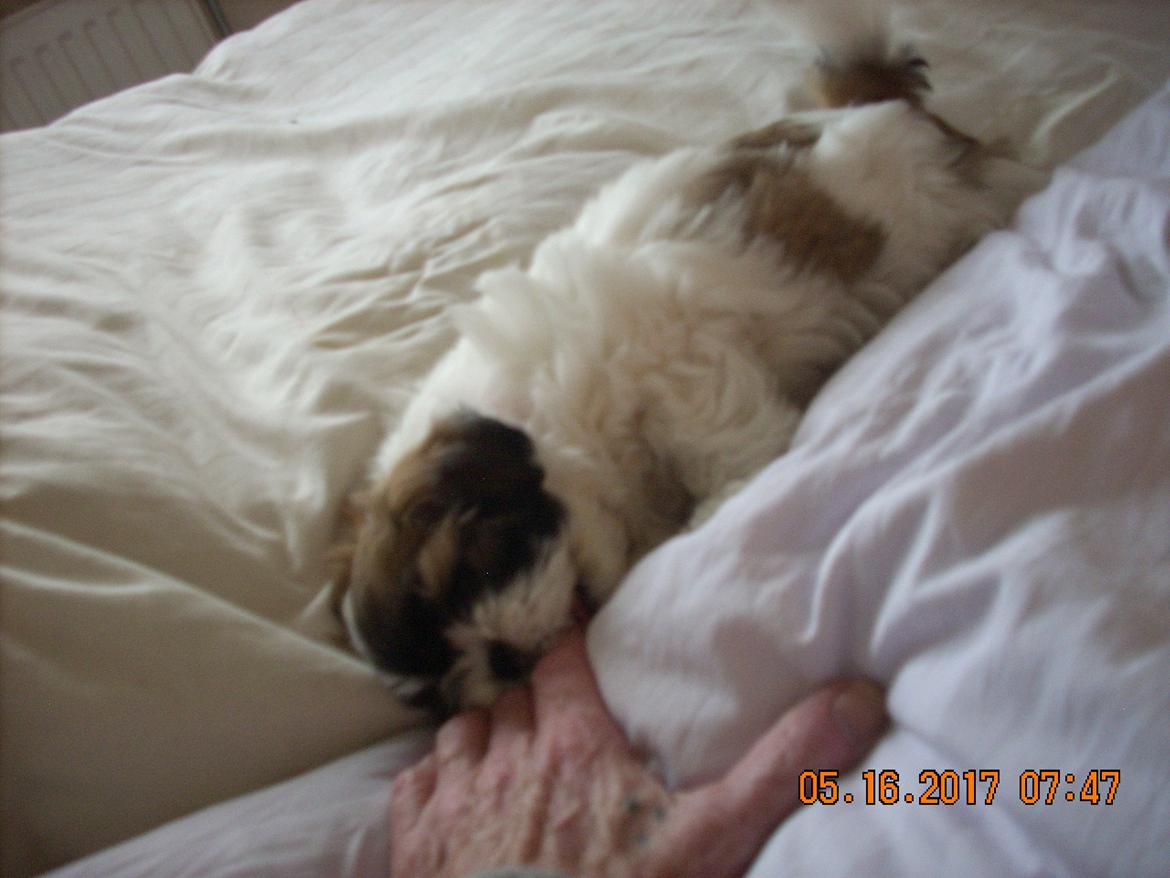 Shih tzu Micha billede 26