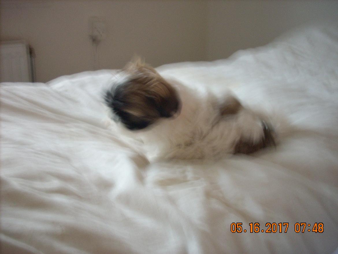 Shih tzu Micha billede 27