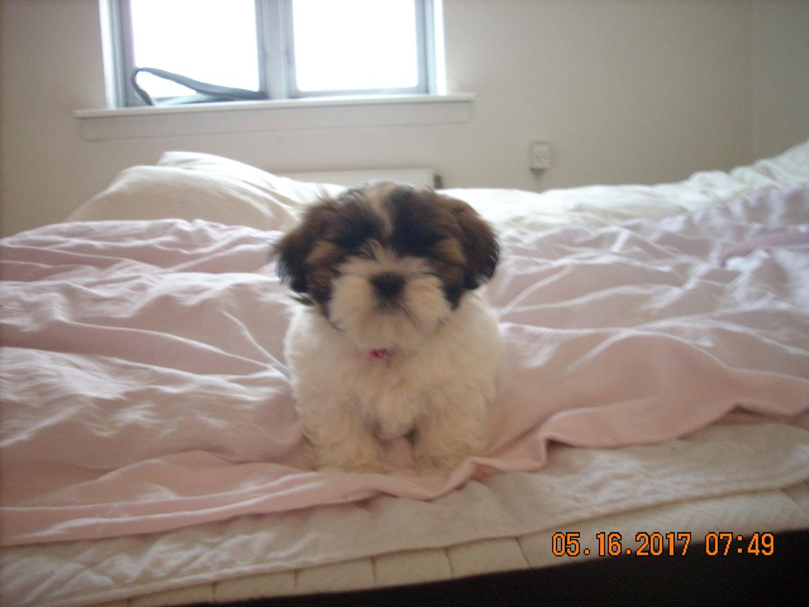 Shih tzu Micha billede 29