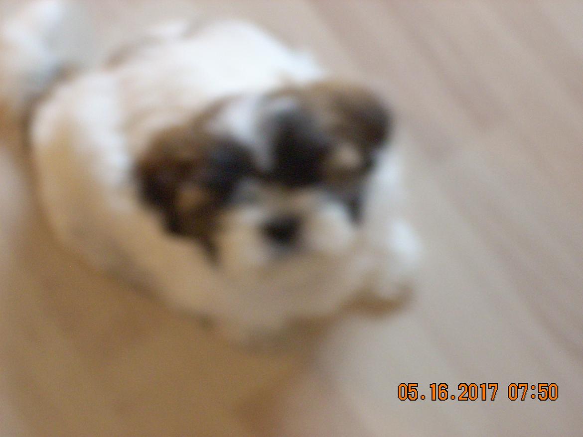 Shih tzu Micha billede 30