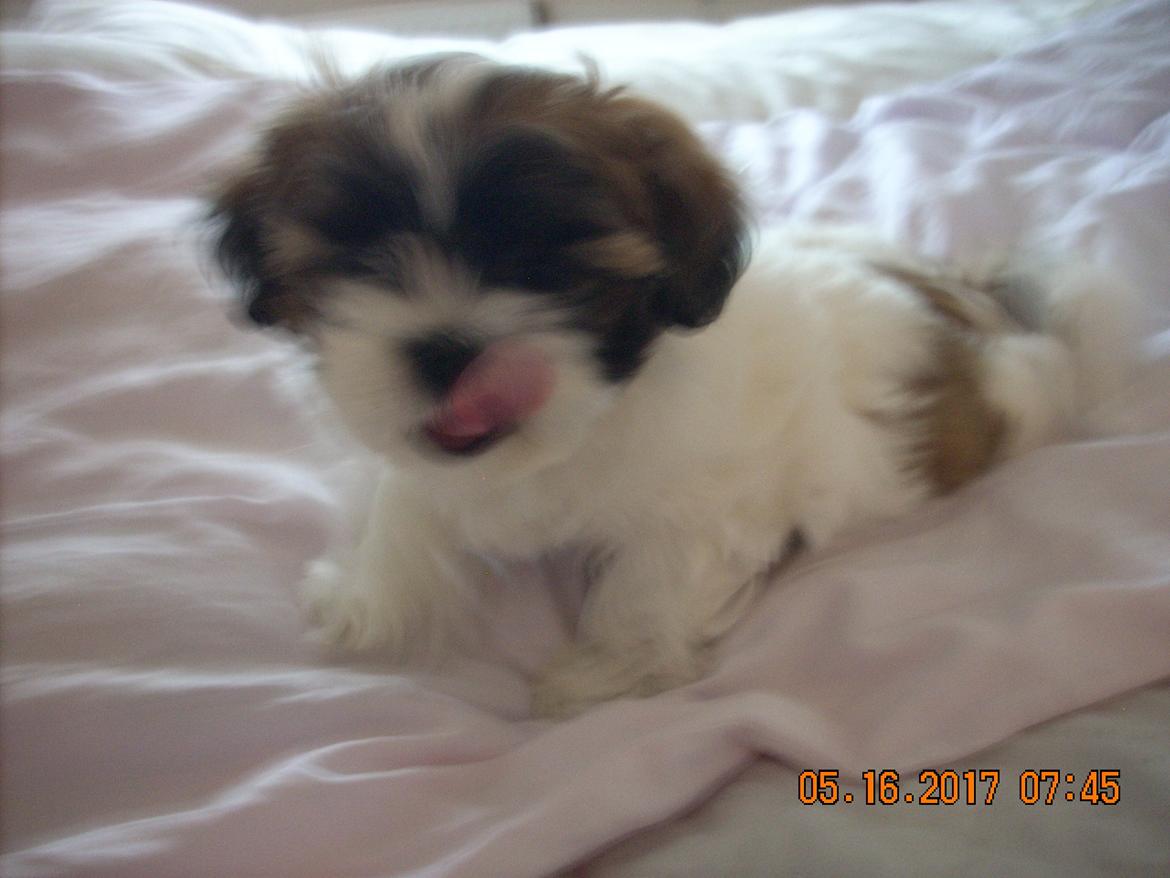 Shih tzu Micha billede 25