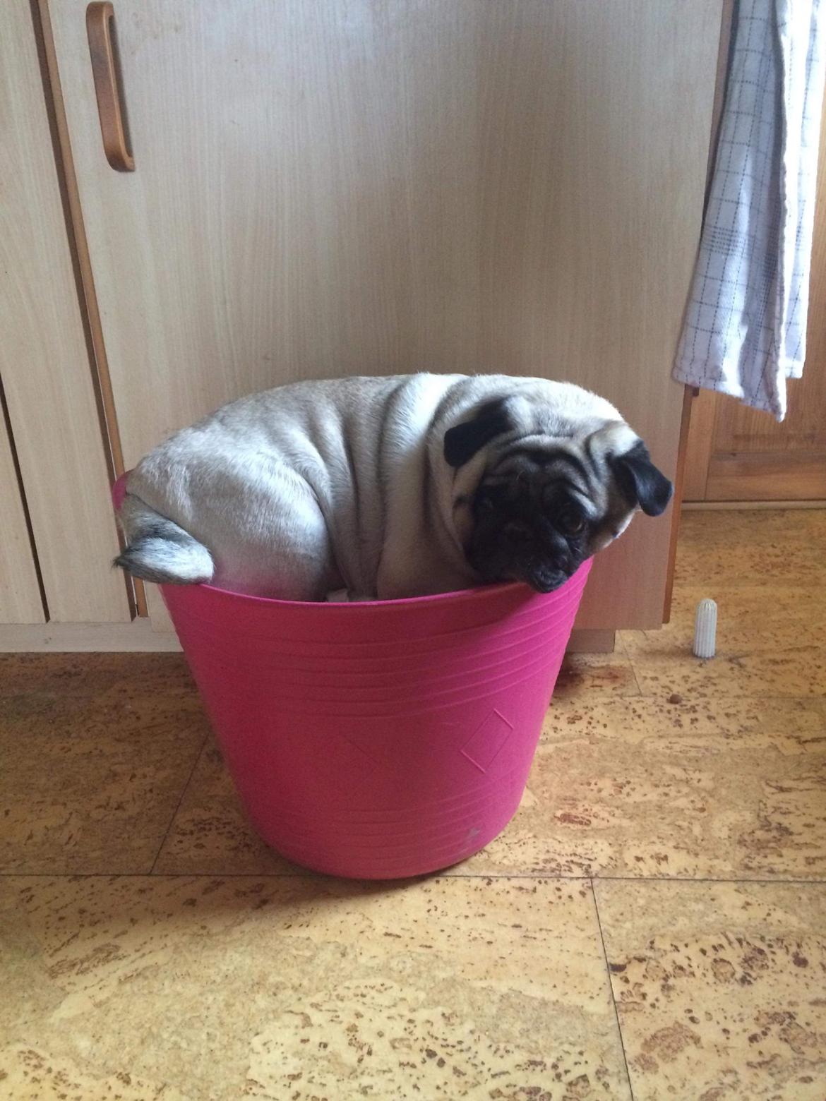 Mops Martha  - Man kan da også bruge vasketøjskurven som seng 😂❤️ billede 42