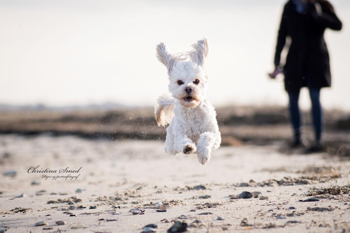Blanding af racer Meisje (cavapoo) billede 18