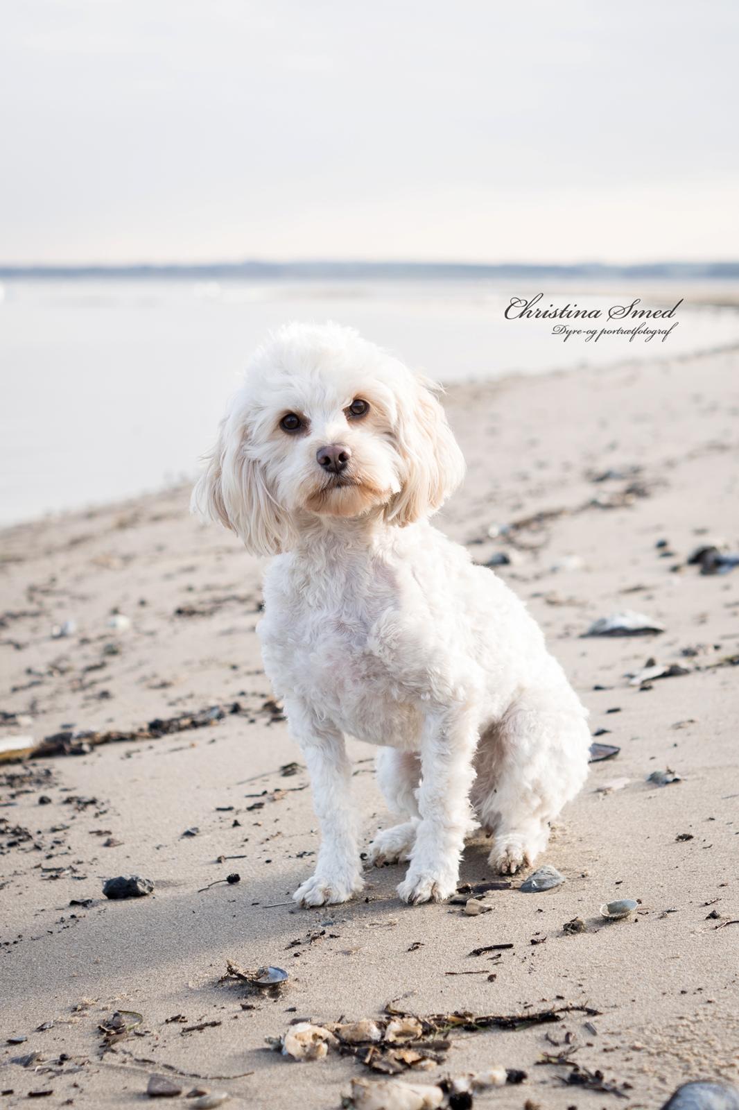 Blanding af racer Meisje (cavapoo) billede 16