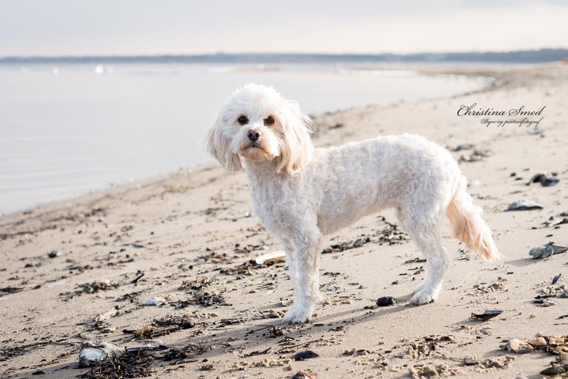 Blanding af racer Meisje (cavapoo) billede 19