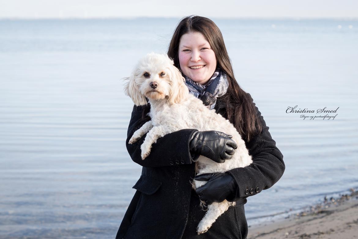 Blanding af racer Meisje (cavapoo) billede 20