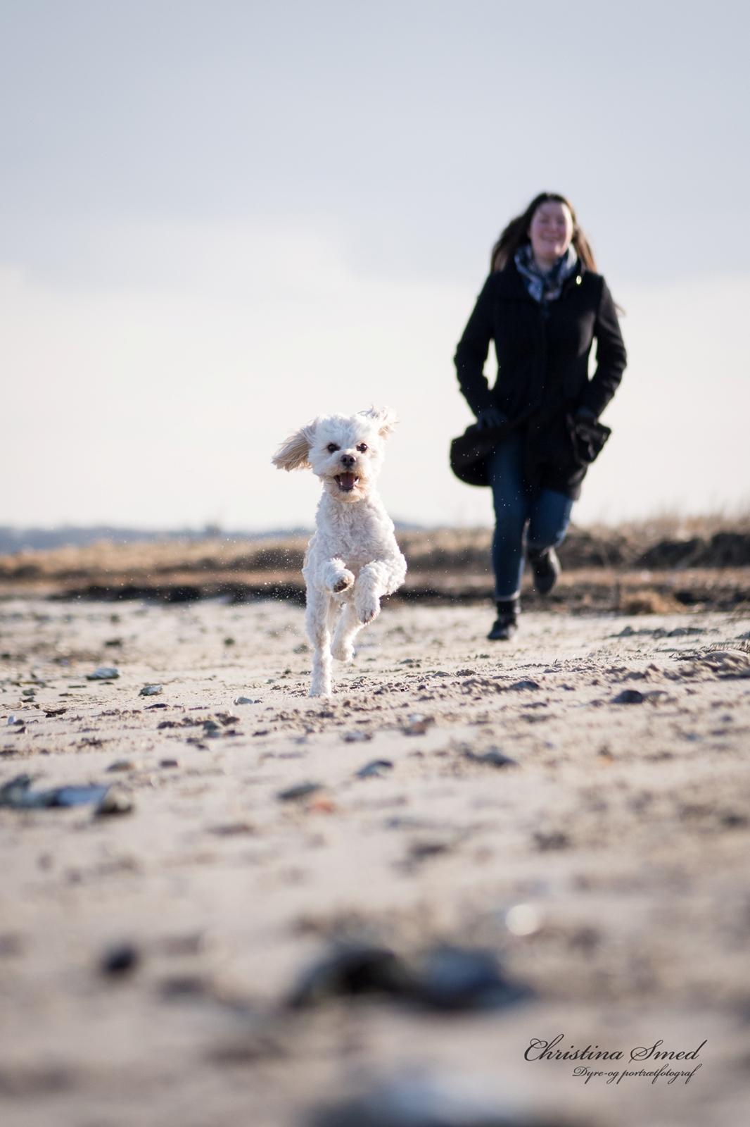 Blanding af racer Meisje (cavapoo) billede 21