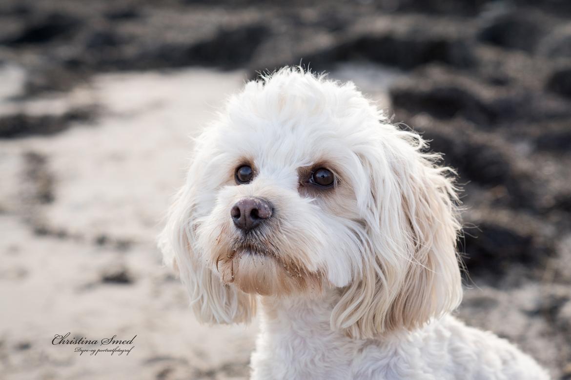 Blanding af racer Meisje (cavapoo) billede 23