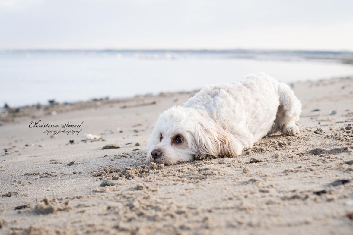 Blanding af racer Meisje (cavapoo) billede 24