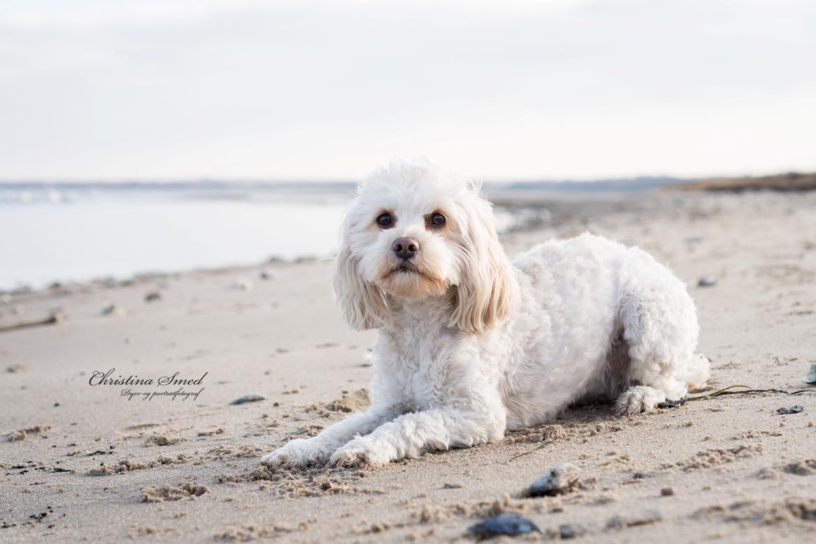 Blanding af racer Meisje (cavapoo) billede 25