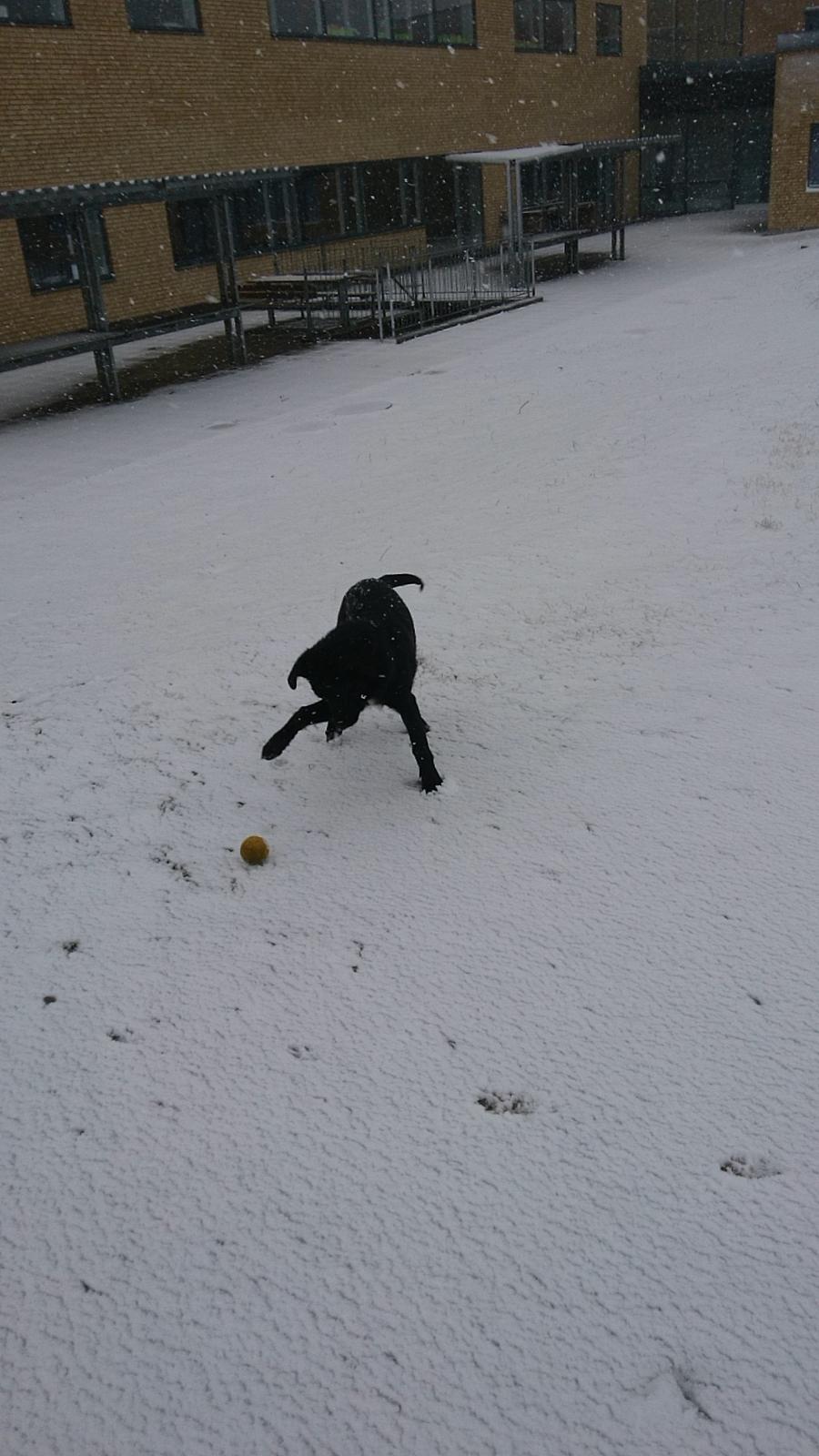 Blanding af racer Jørn  billede 8