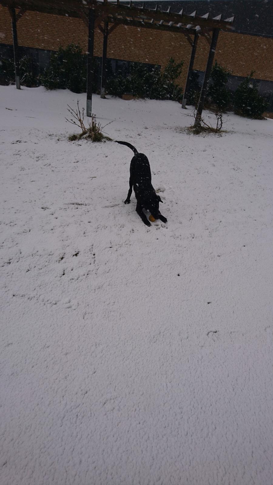 Blanding af racer Jørn  billede 9