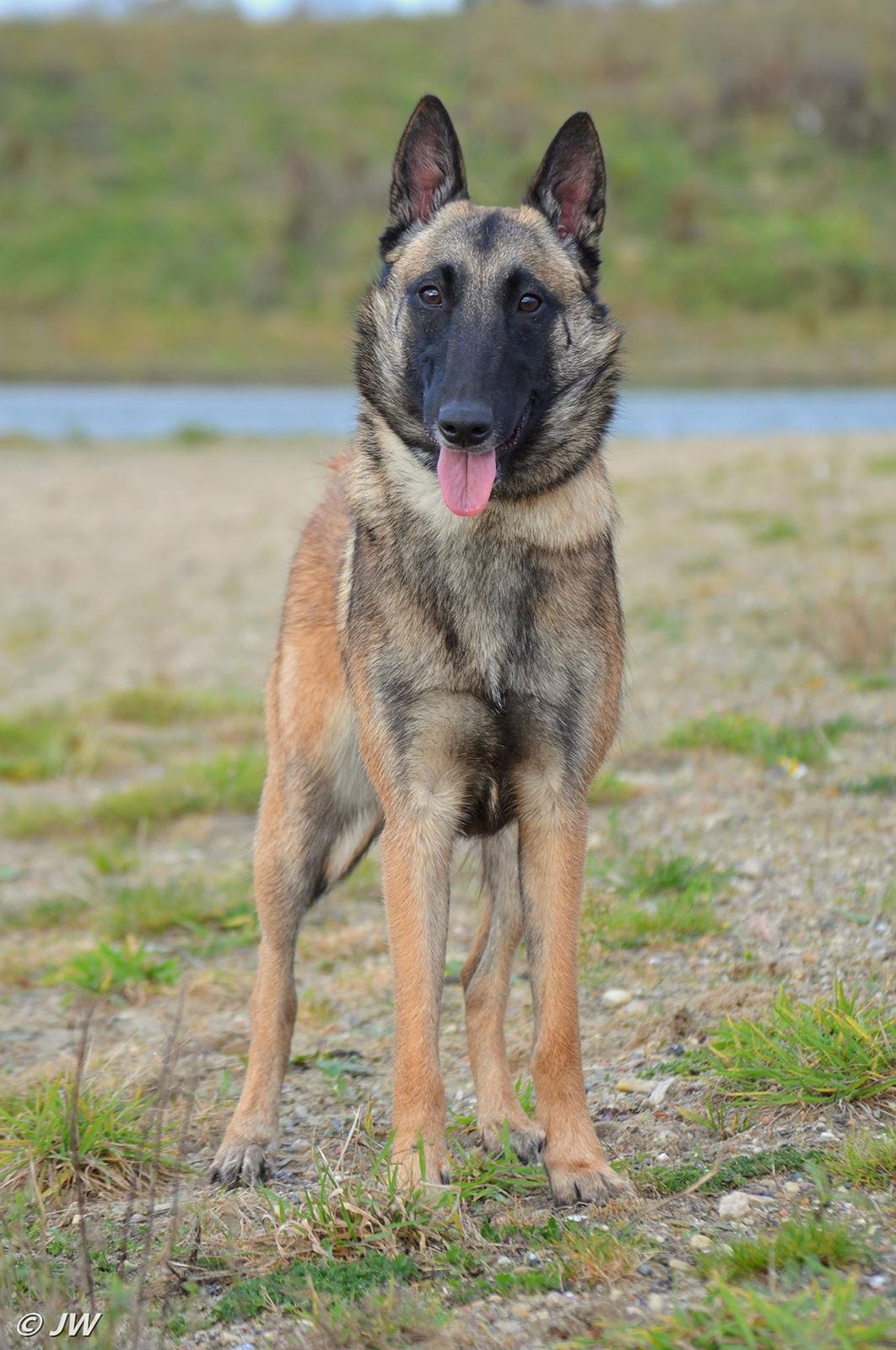 Malinois Mille e una notte dei baci di dama aka Zelda - 18-11-17 billede 11