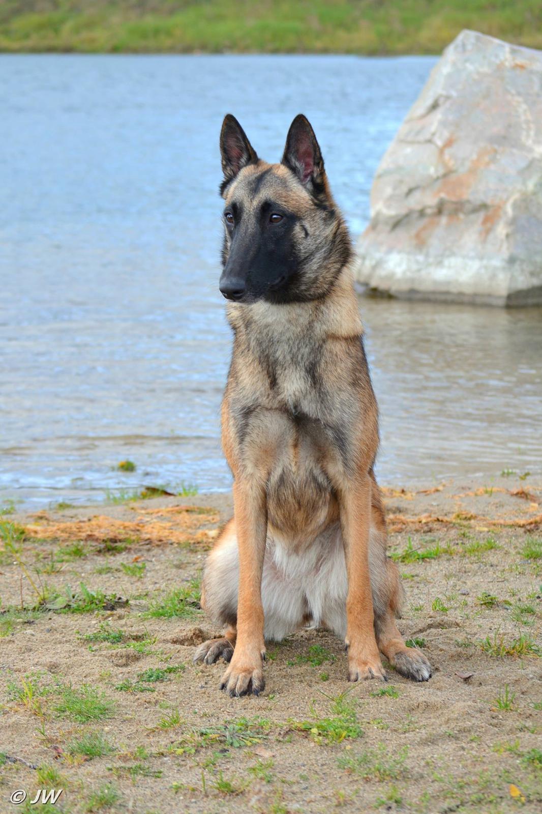 Malinois Mille e una notte dei baci di dama aka Zelda - 18-11-17 billede 12