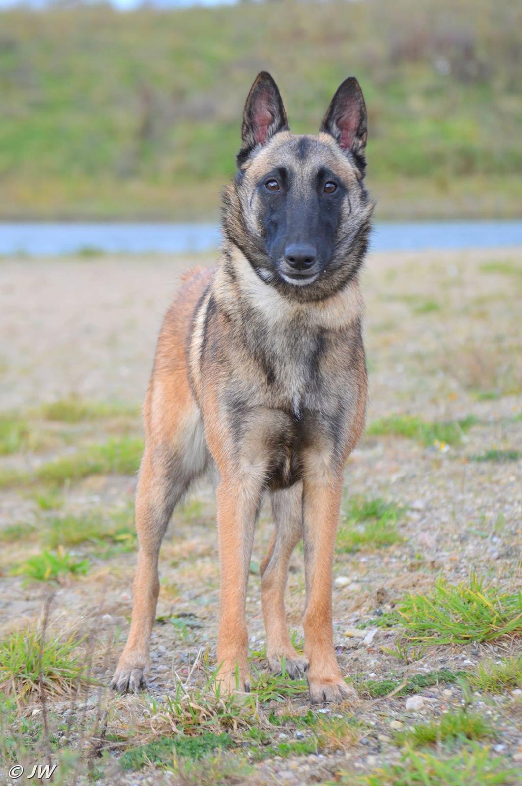 Malinois Mille e una notte dei baci di dama aka Zelda - 18-11-17 billede 13