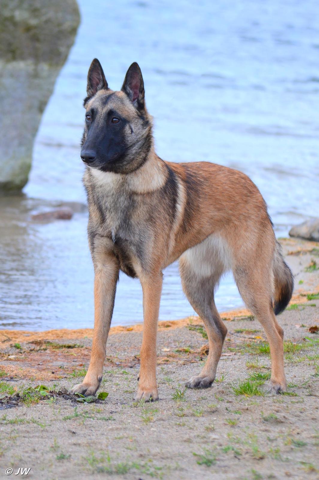 Malinois Mille e una notte dei baci di dama aka Zelda - 18-11-17 billede 6