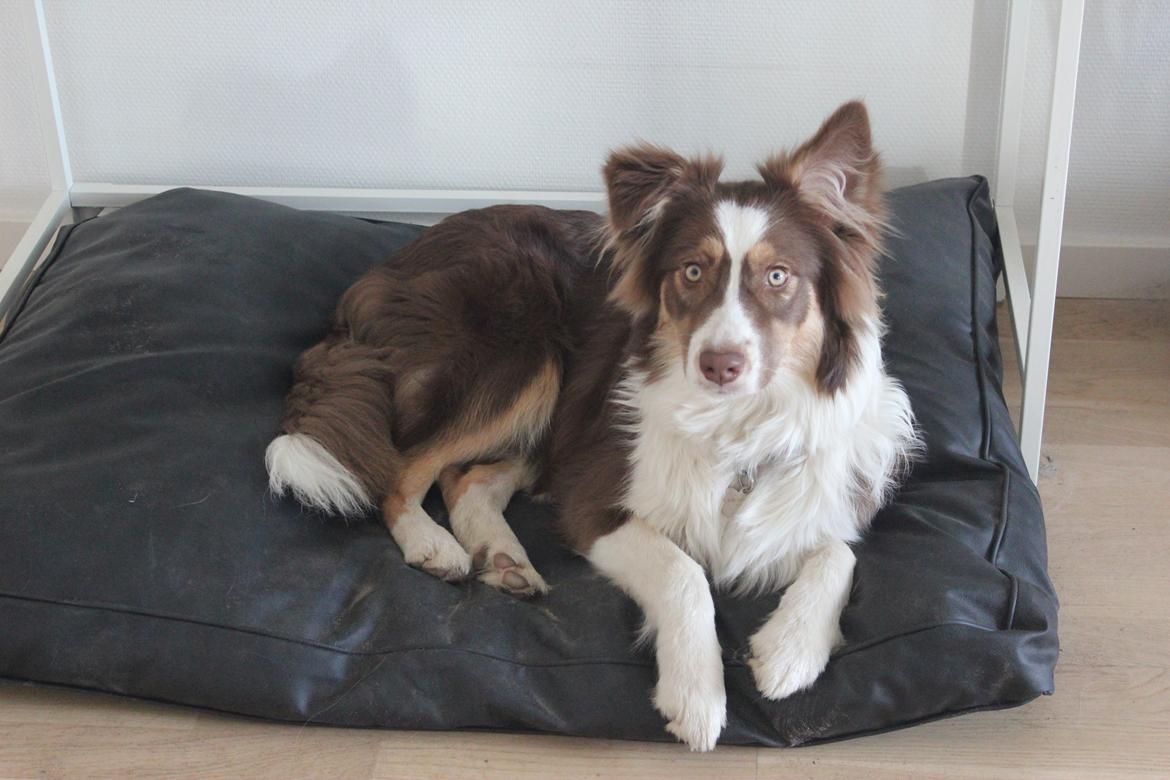 Australian shepherd Mocca [himmelhund] billede 16