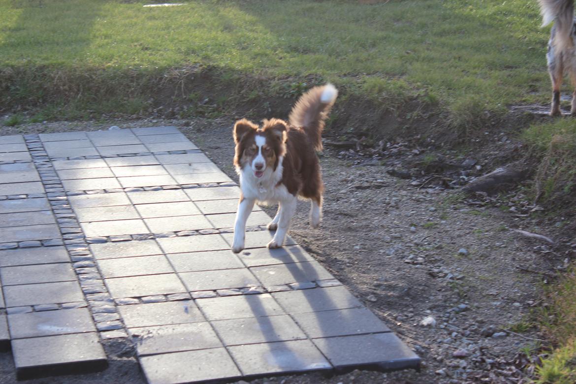 Australian shepherd Mocca [himmelhund] billede 21