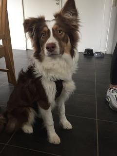 Australian shepherd Mocca [himmelhund] billede 27