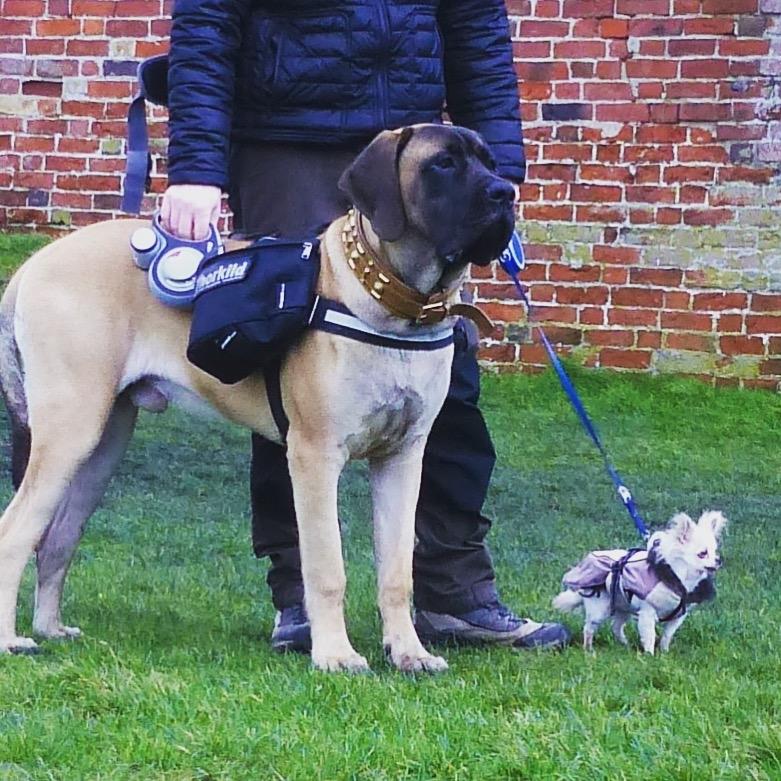 Mastiff Thorkild (død 2023) billede 24