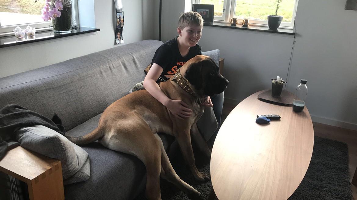 Mastiff Thorkild (død 2023) billede 25