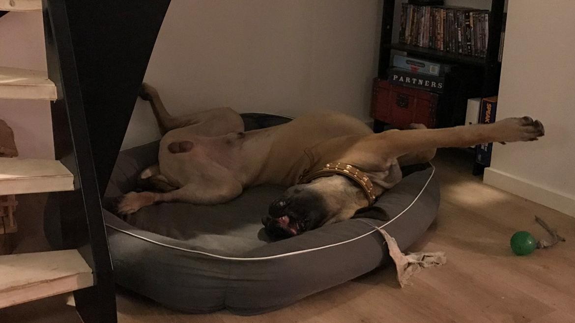 Mastiff Thorkild (død 2023) billede 26