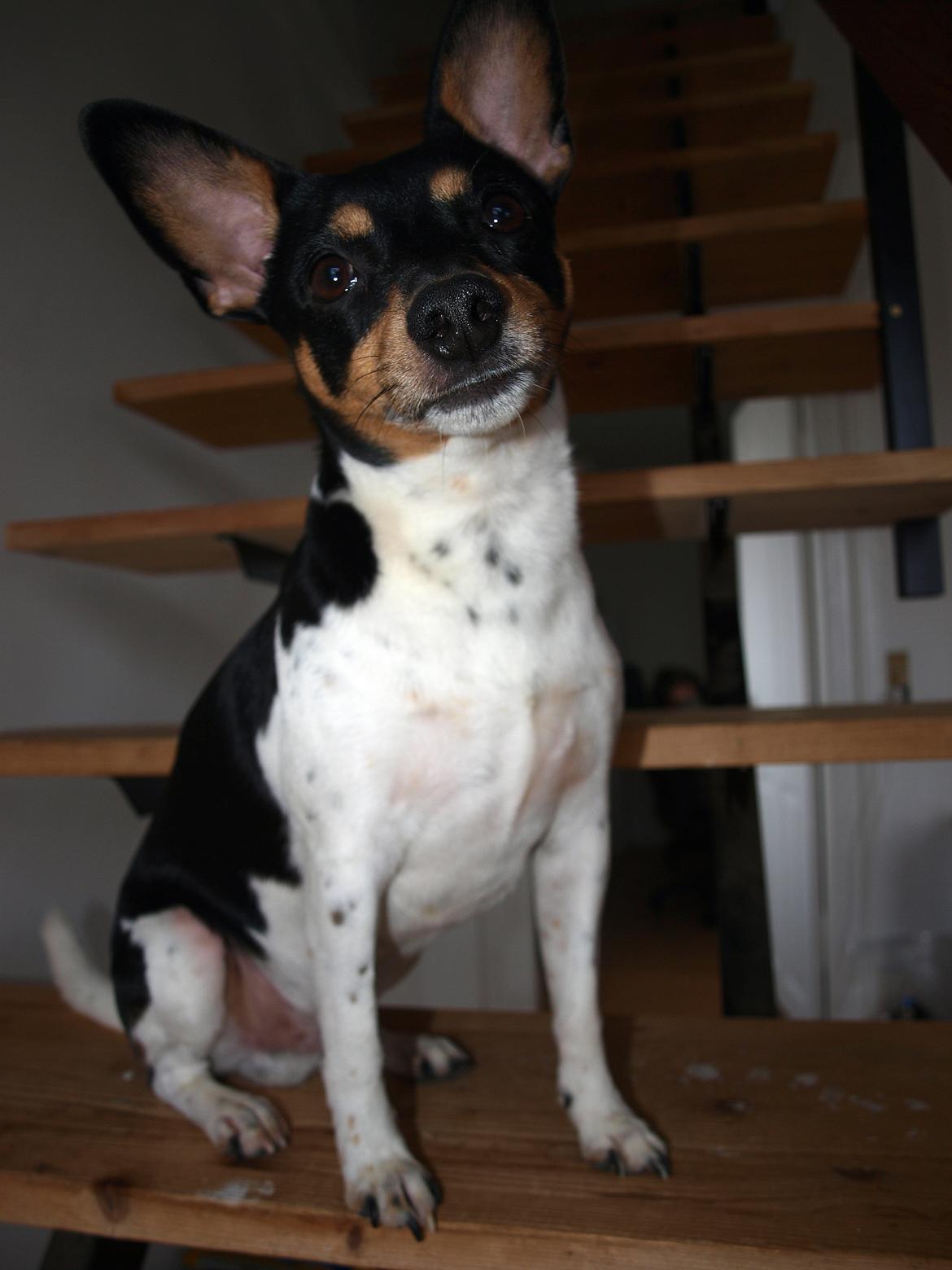 Dansk svensk gaardhund Timmie billede 4