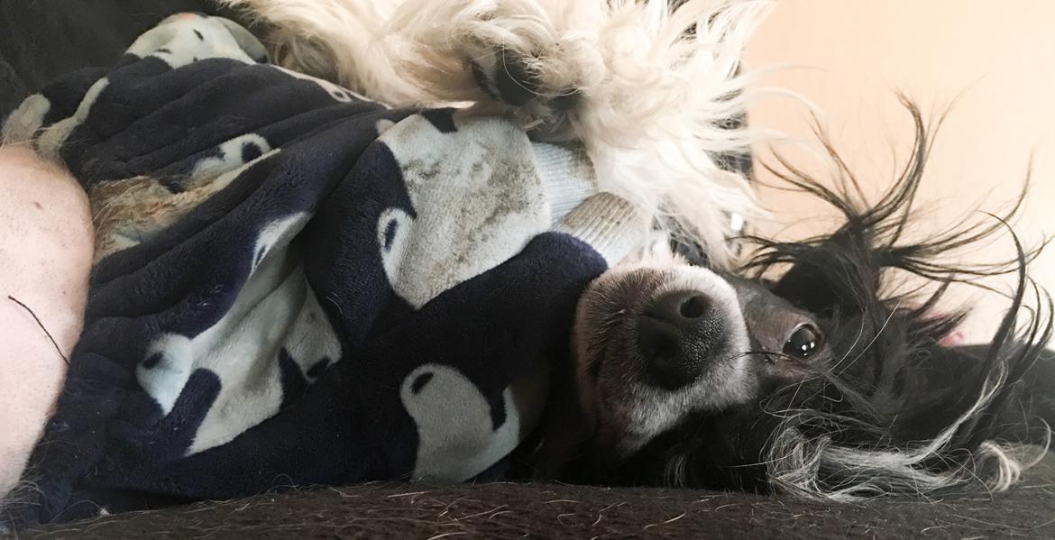 Chinese crested hårløs Jax billede 45