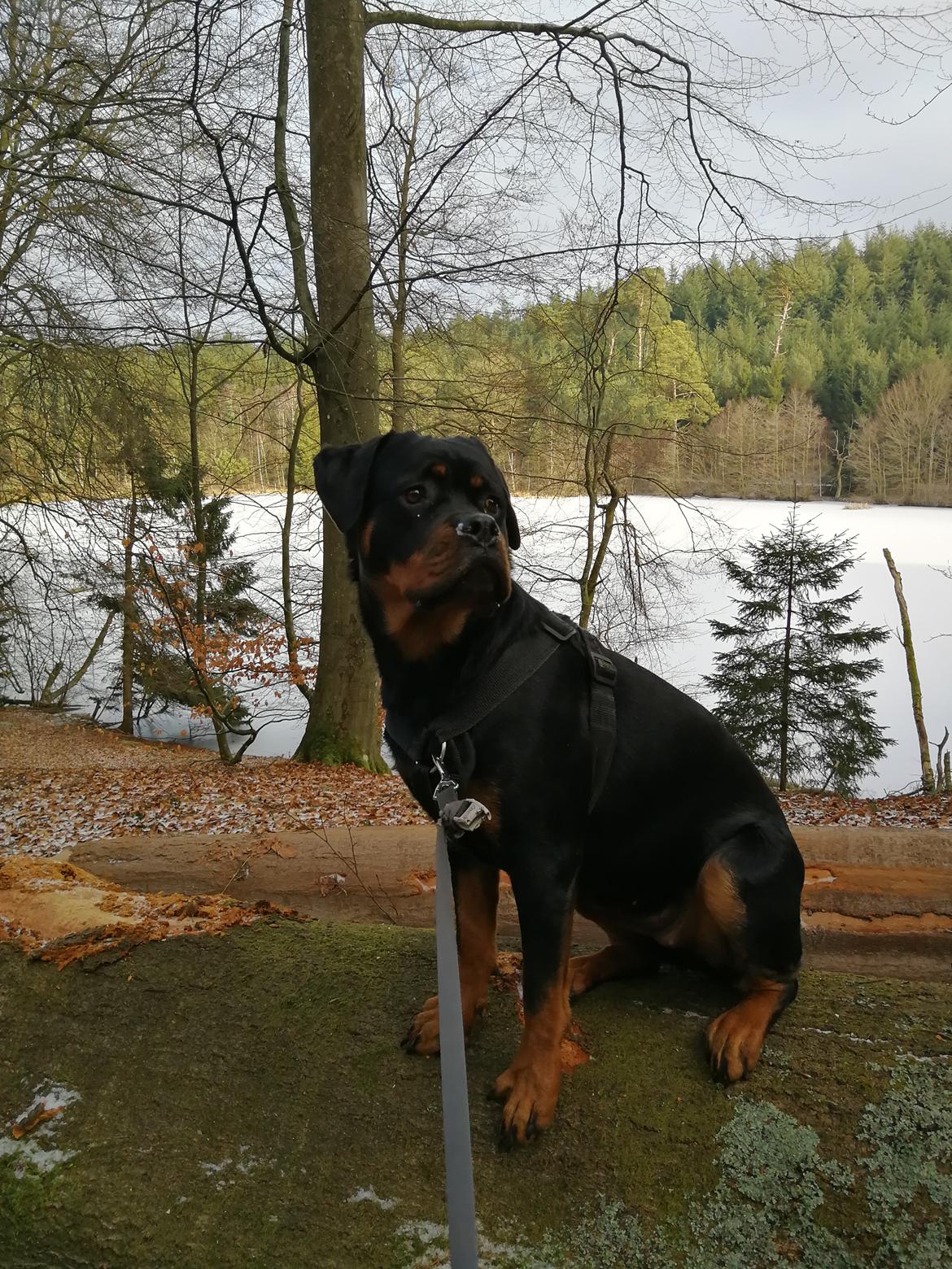 Rottweiler Aya Viola  billede 1