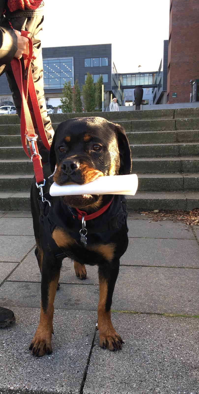 Rottweiler Aya Viola  billede 10