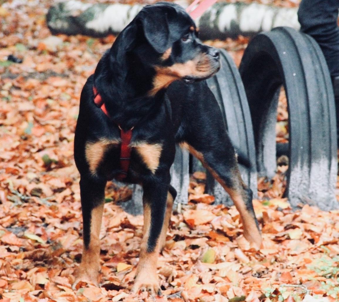 Rottweiler Aya Viola  billede 11