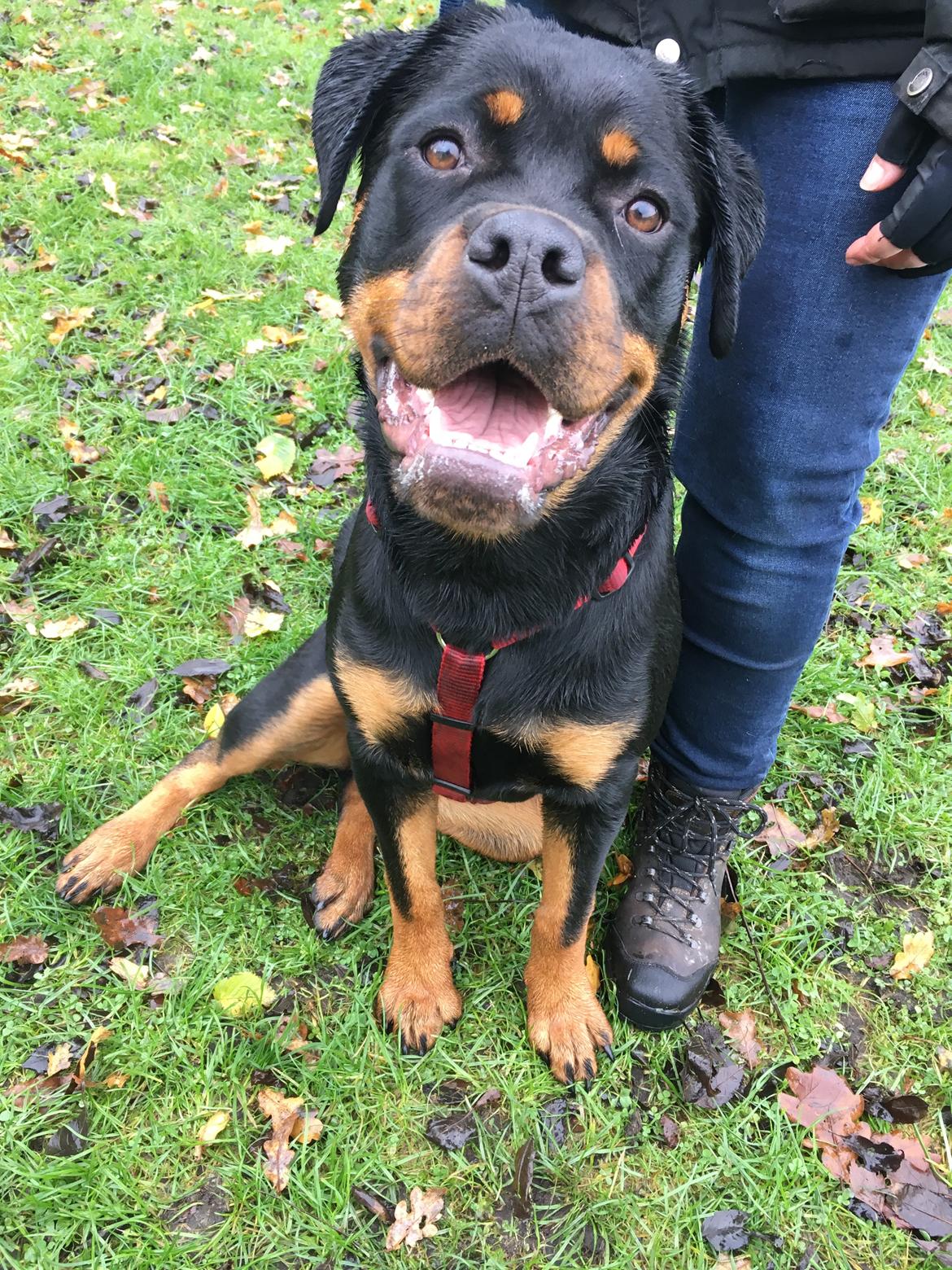 Rottweiler Aya Viola  billede 9