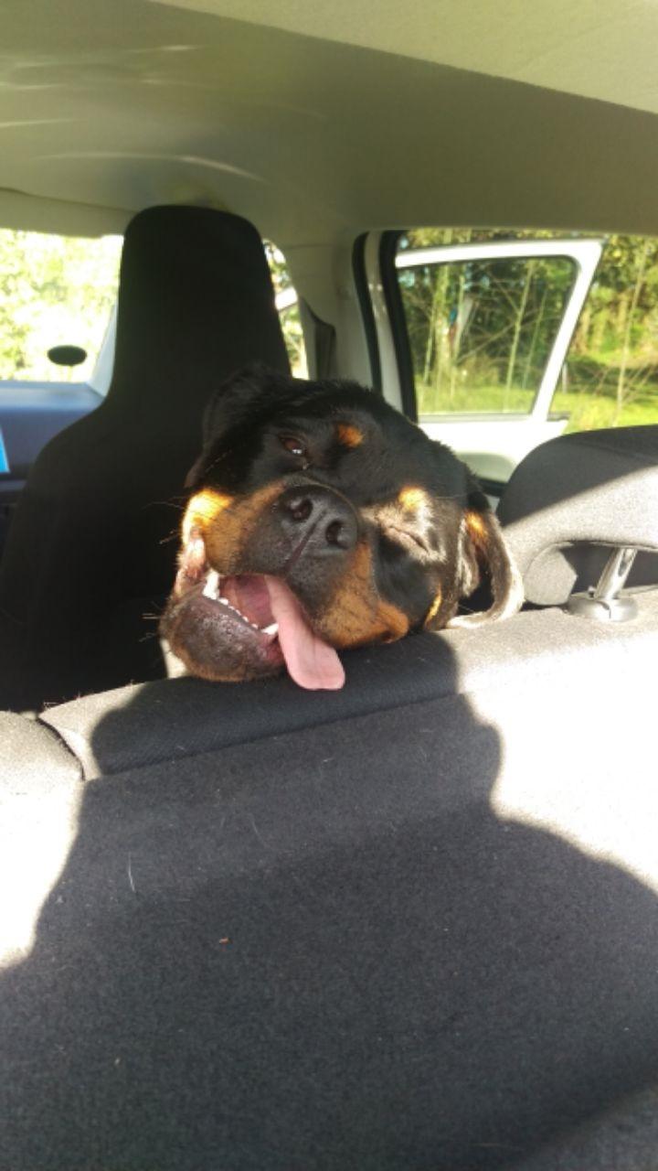 Rottweiler Aya Viola  billede 15