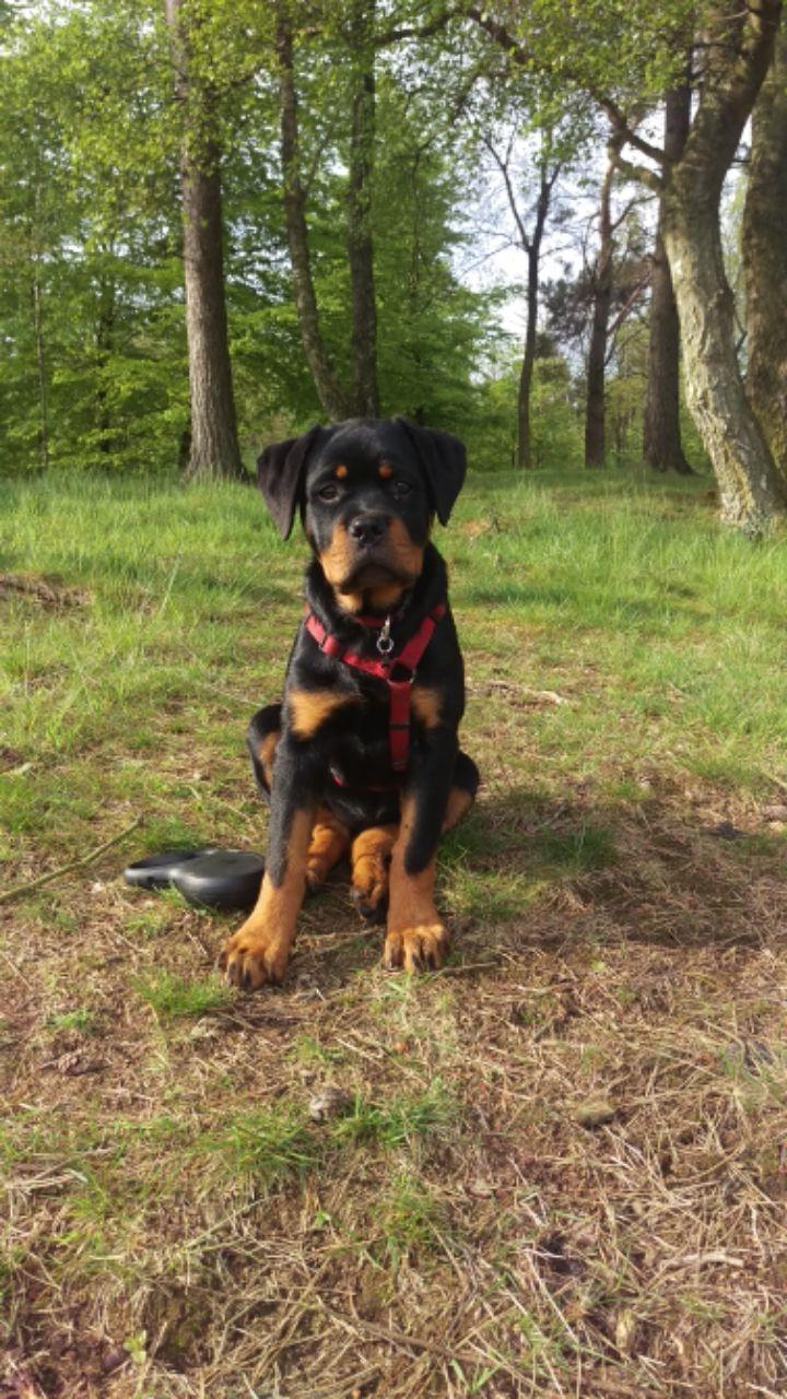 Rottweiler Aya Viola  billede 32