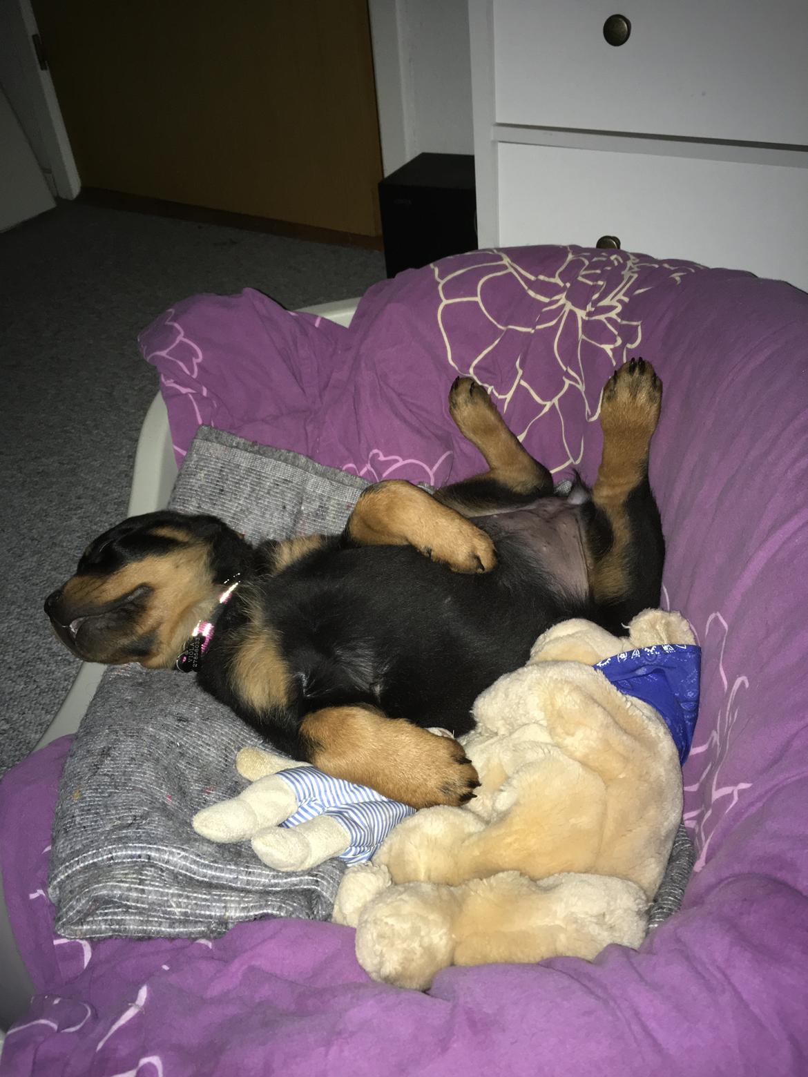 Rottweiler Aya Viola  billede 37