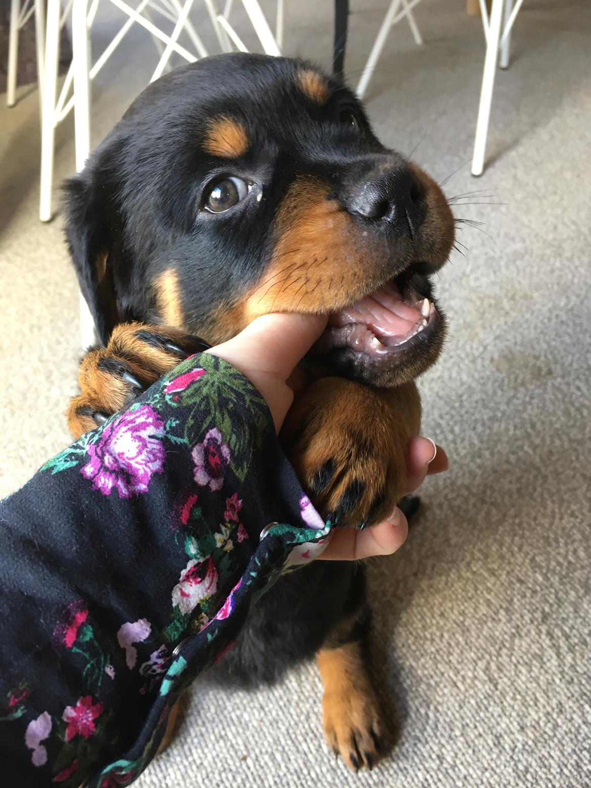 Rottweiler Aya Viola  billede 39