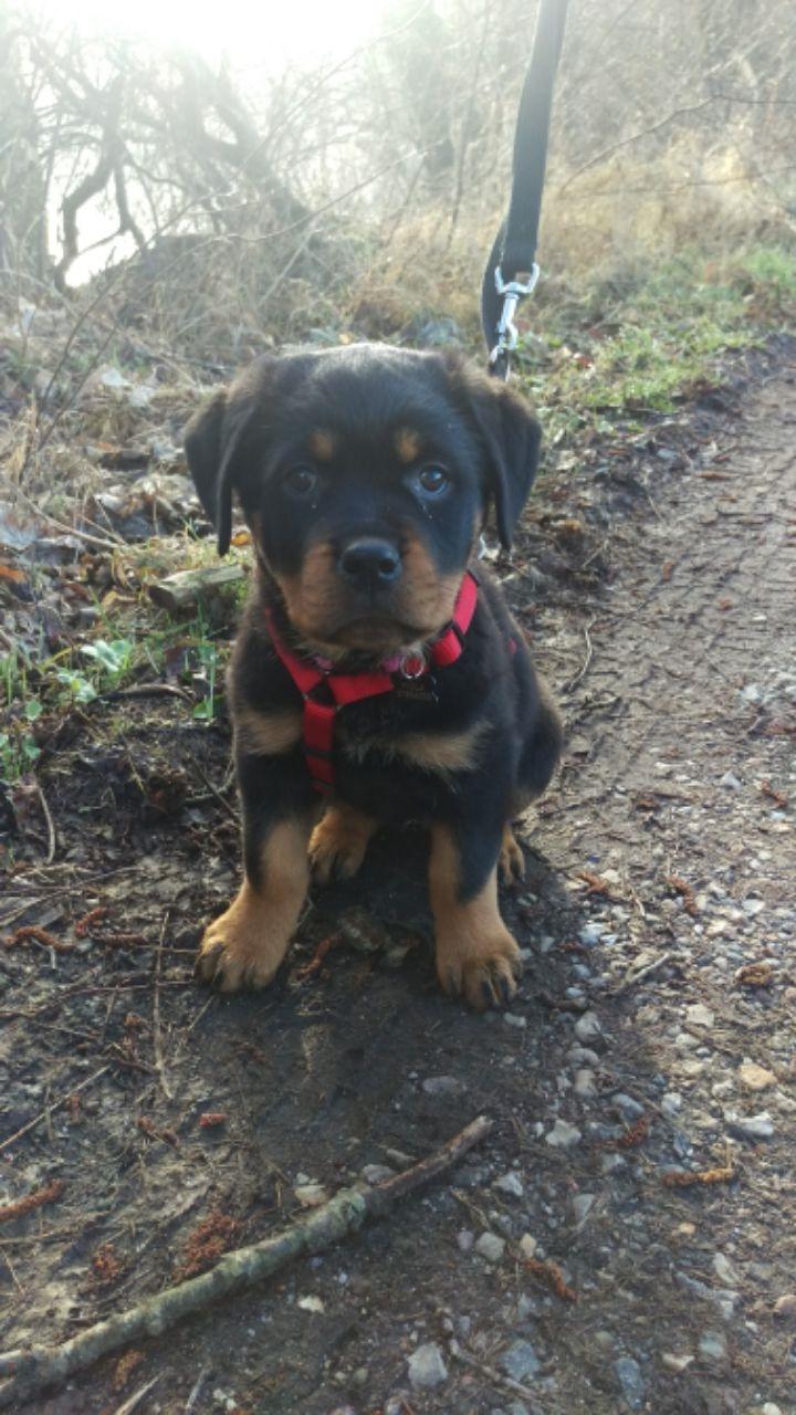 Rottweiler Aya Viola  billede 38