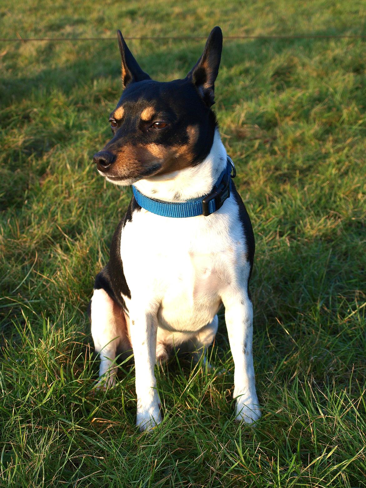 Dansk svensk gaardhund Timmie billede 2