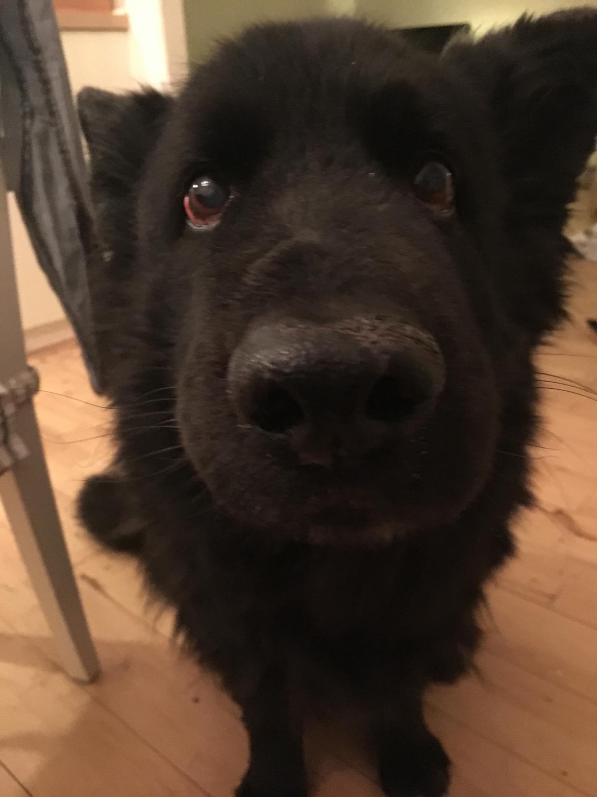 Schæferhund Alba billede 14