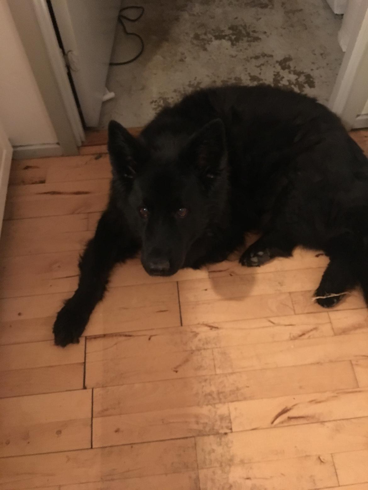 Schæferhund Alba billede 16